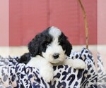 Small Photo #4 Bernedoodle Puppy For Sale in ORRSTOWN, PA, USA