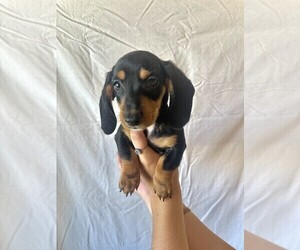 Medium Dachshund
