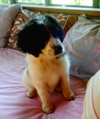 Pyredoodle Puppy for sale in DALLAS, GA, USA