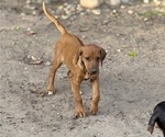 Small #1 Labrador Retriever-Rhodesian Ridgeback Mix