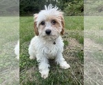 Small #17 Cavapoo-Poodle (Miniature) Mix