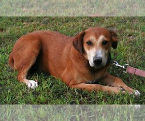 Feist Terrier-Labrador Retriever Mix Dogs for adoption in Attalka, AL, USA