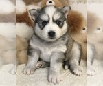 Small Photo #2 Pomsky Puppy For Sale in BAXTER, TN, USA