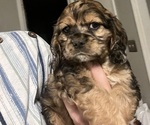 Puppy Earth Cocker Spaniel
