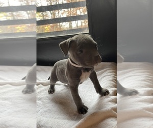American Bully Puppy for Sale in SOMERSET, Kentucky USA