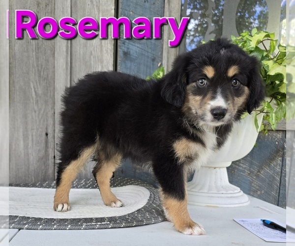 Medium Photo #1 Miniature Australian Shepherd Puppy For Sale in FREMONT, MI, USA