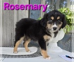 Image preview for Ad Listing. Nickname: Rosemary