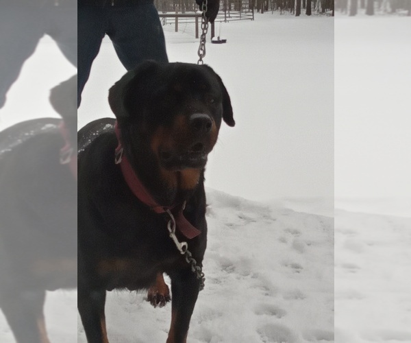Medium Photo #2 Rottweiler Puppy For Sale in ORWELL, OH, USA