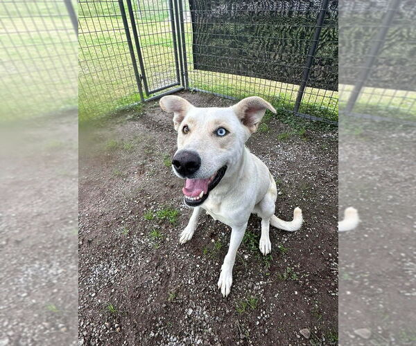 Medium Photo #5 Mutt Puppy For Sale in Abbeville, LA, USA