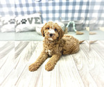 Small Photo #6 Goldendoodle-Poodle (Miniature) Mix Puppy For Sale in MARIETTA, GA, USA