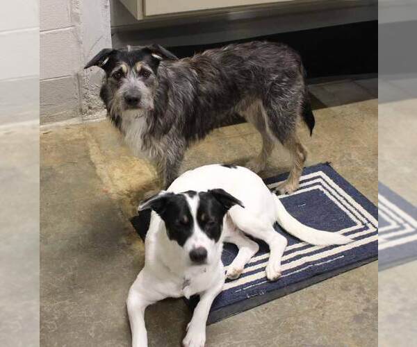 Medium Photo #4 Border Collie-Unknown Mix Puppy For Sale in Kennesaw, GA, USA