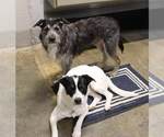 Small #3 Border Collie Mix