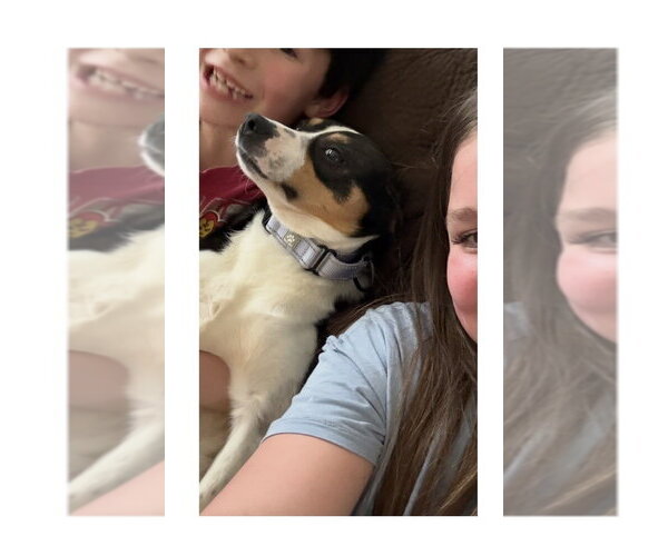 Medium Photo #2 Australian Shepherd-Unknown Mix Puppy For Sale in Mooresville, NC, USA