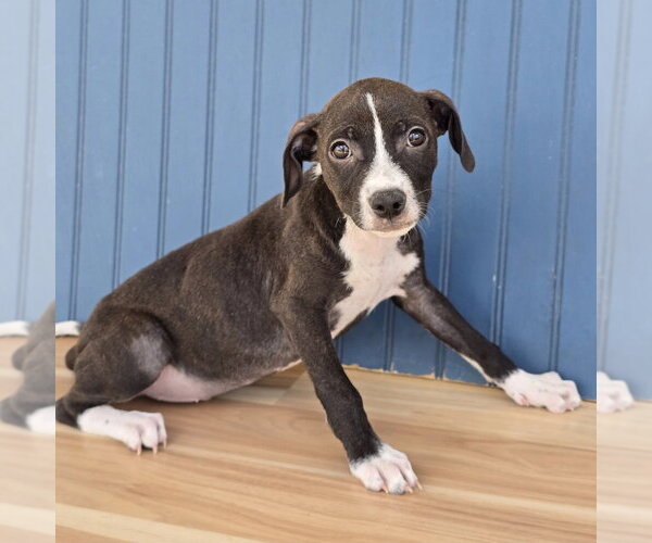 Medium Photo #4 American Pit Bull Terrier-Dachshund Mix Puppy For Sale in Lakewood, CO, USA