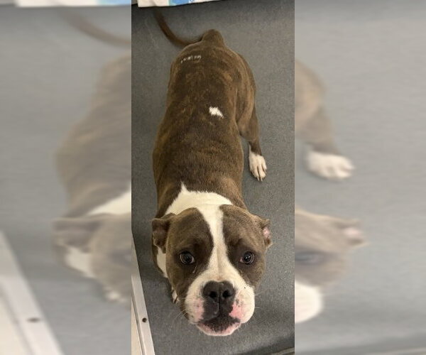 Medium Photo #1 Boxer-Unknown Mix Puppy For Sale in Glen Allen, VA, USA