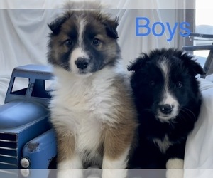 Border-Aussie Dog for Adoption in ARMADA, Michigan USA
