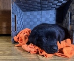 Small Photo #7 Labrador Retriever Puppy For Sale in CADWELL, IL, USA