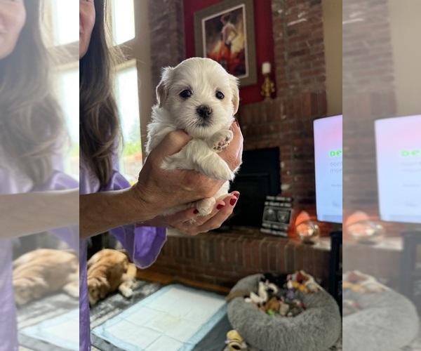 Medium Photo #4 Shih Tzu Puppy For Sale in FOLSOM, CA, USA