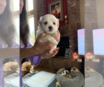 Small #3 Shih Tzu