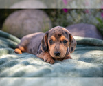 Puppy Flint Dachshund