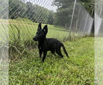 Small #3 German Shepherd Dog Mix