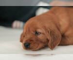 Small #3 Golden Retriever
