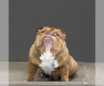Small Photo #1 English Bulldog Puppy For Sale in HOLLYWOOD, FL, USA
