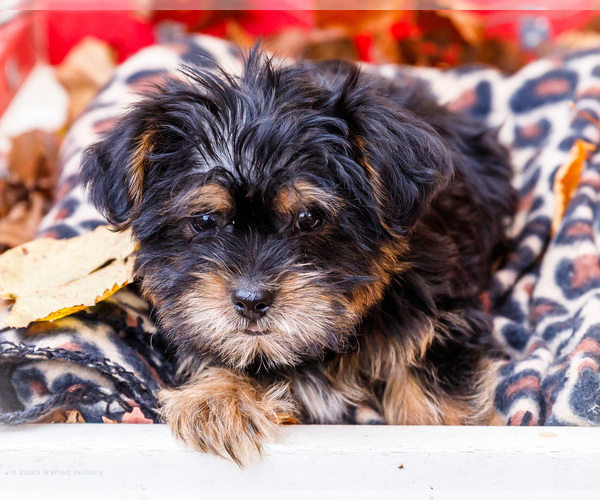 Medium Photo #18 Shorkie Tzu Puppy For Sale in WAKARUSA, IN, USA