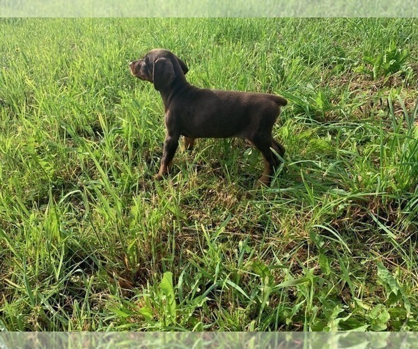 Medium Photo #2 Doberman Pinscher Puppy For Sale in ULYSSES, PA, USA