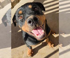 Rottweiler Dogs for adoption in San Antonio, TX, USA
