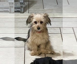 Dorkie Puppy for sale in STONY BROOK, NY, USA