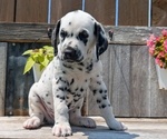 Puppy Tyson Dalmatian