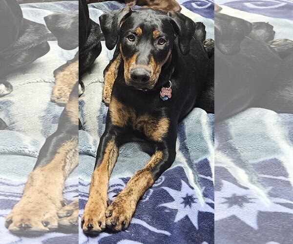 Medium Photo #2 Doberman Pinscher-Labrador Retriever Mix Puppy For Sale in Emmett, ID, USA