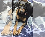 Small #1 Doberman Pinscher-Labrador Retriever Mix