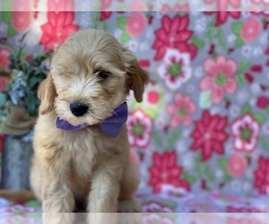 Goldendoodle (Miniature) Puppy for sale in LANCASTER, PA, USA