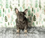 Small Photo #5 French Bulldog Puppy For Sale in MILLERSBURG, IN, USA