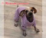 Small #27 Dachshund