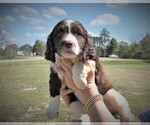 Small Photo #4 English Springer Spaniel Puppy For Sale in FITZGERALD, GA, USA