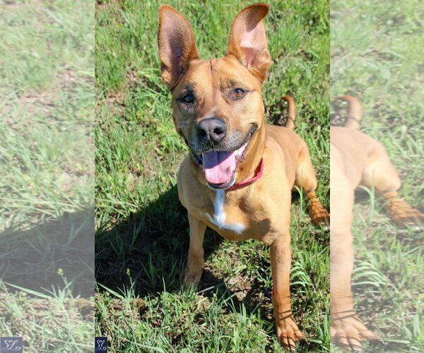 Medium Photo #5 American Pit Bull Terrier-German Shepherd Dog Mix Puppy For Sale in Lockport, NY, USA