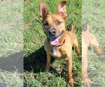 Small #4 American Pit Bull Terrier-German Shepherd Dog Mix