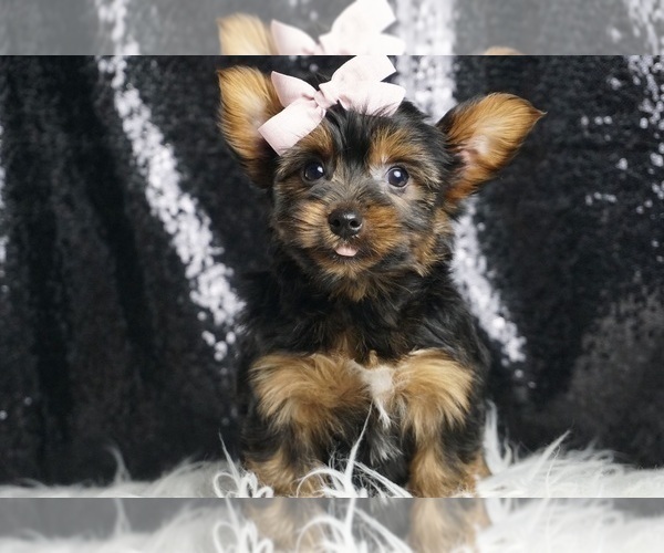 Medium Photo #1 Yorkshire Terrier Puppy For Sale in WARSAW, IN, USA