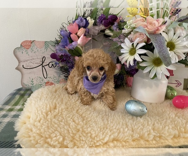 Medium Photo #2 Poodle (Toy) Puppy For Sale in WINSTON SALEM, NC, USA