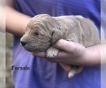 Small Photo #7 Goldendoodle Puppy For Sale in CROCKETT, TX, USA