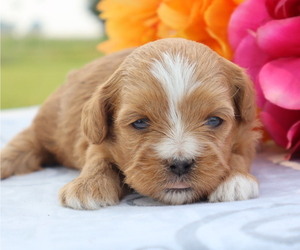 Medium ShihPoo