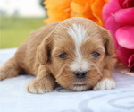 Puppy Savannah ShihPoo