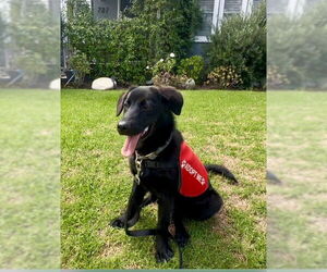 RACHEL, MONICA, & MENUSH - Female Mutt Dog for Adoption - Photo #5