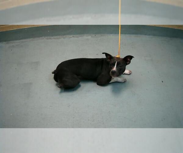 Medium Photo #1 American Pit Bull Terrier Puppy For Sale in Tulsa, OK, USA