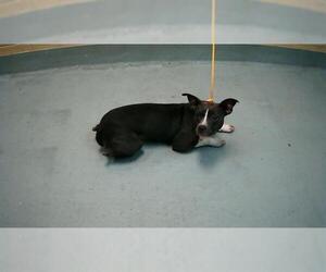 American Pit Bull Terrier Dogs for adoption in Tulsa, OK, USA