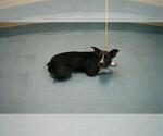 Small American Pit Bull Terrier