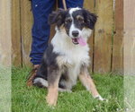 Small #2 Border-Aussie